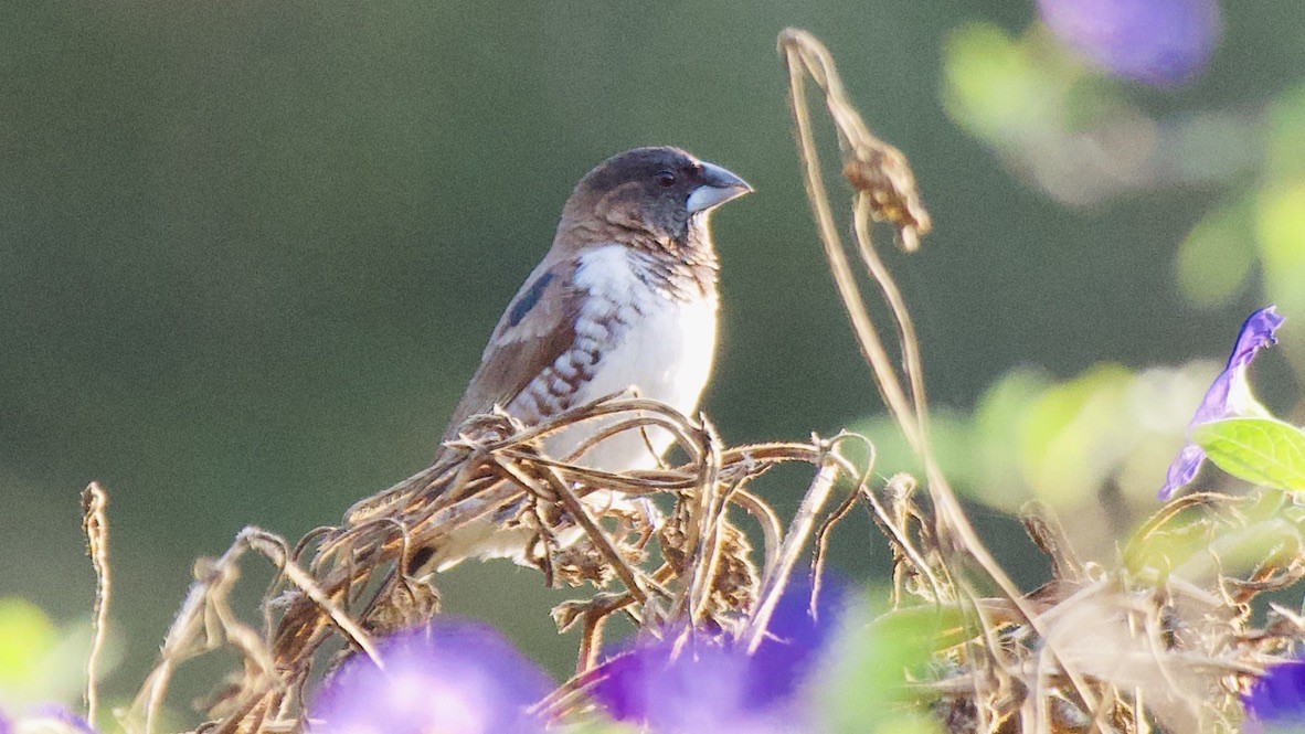 Bronze Mannikin - ML647325669