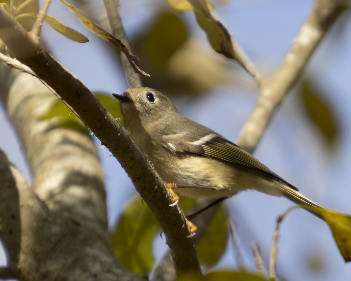Ruby-crowned Kinglet - ML647325675