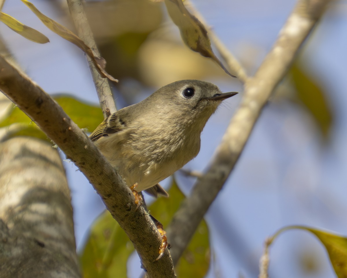 Ruby-crowned Kinglet - ML647325676