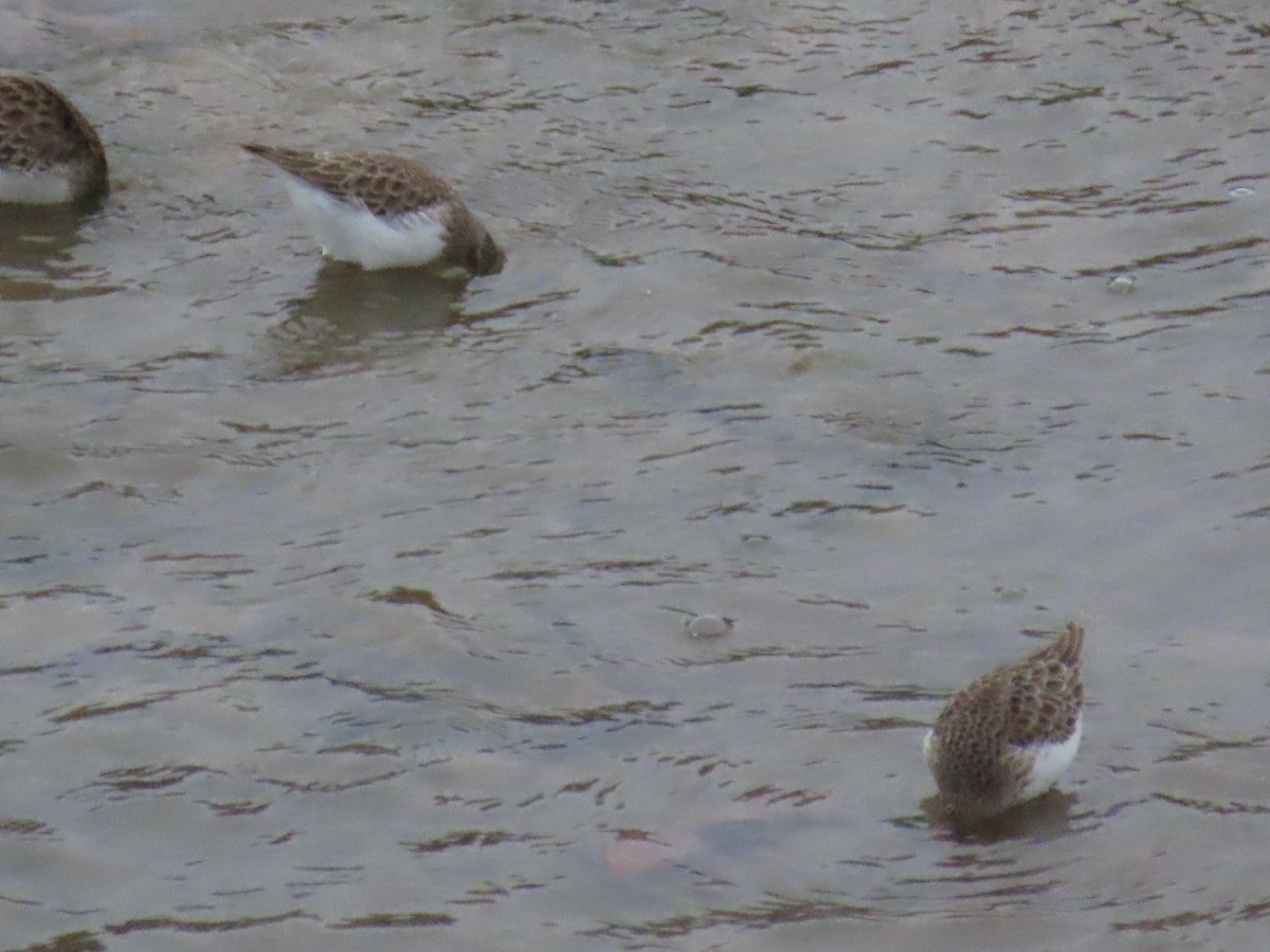 Gambecchio americano - ML647325690