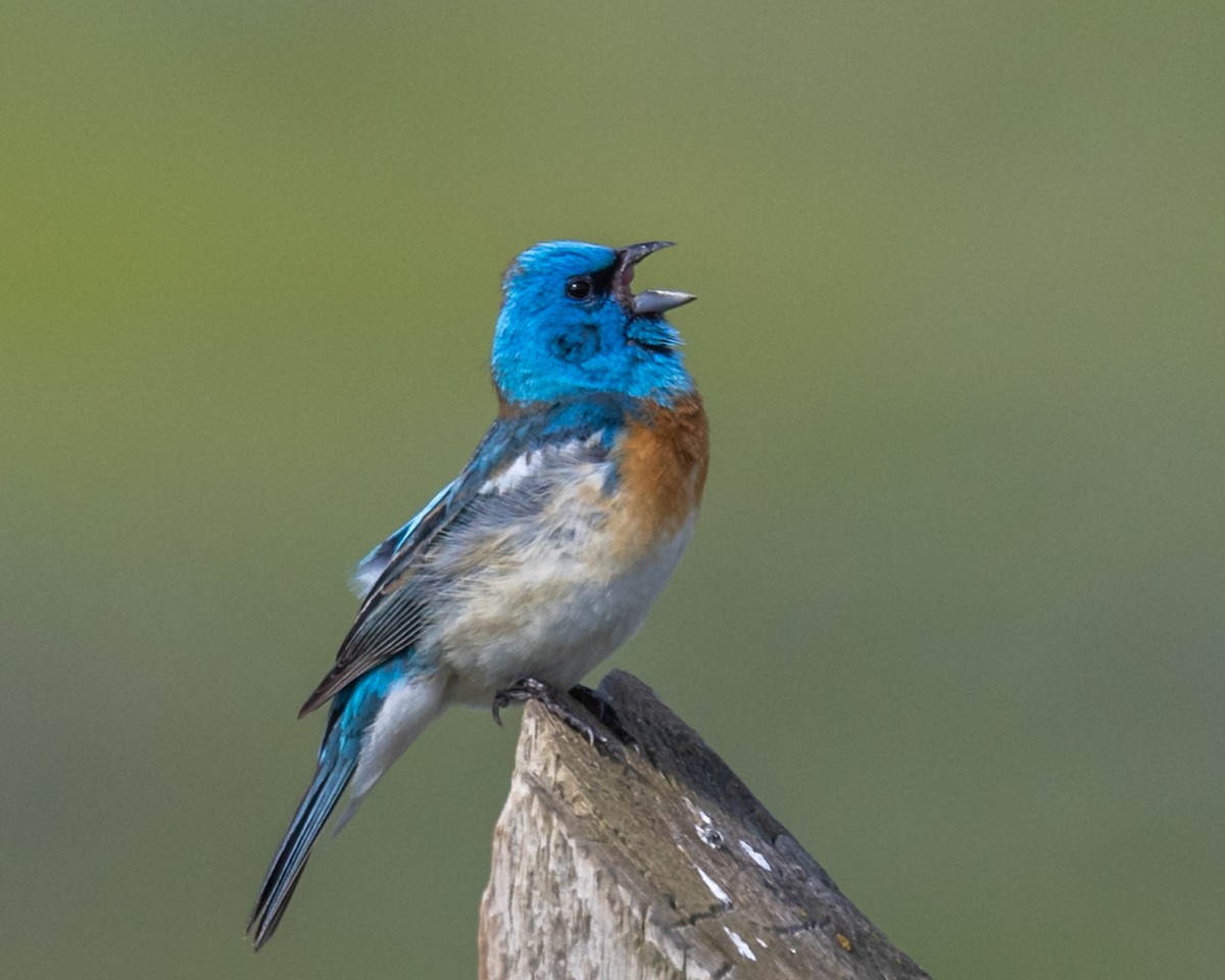 Lazuli Bunting - ML647325691
