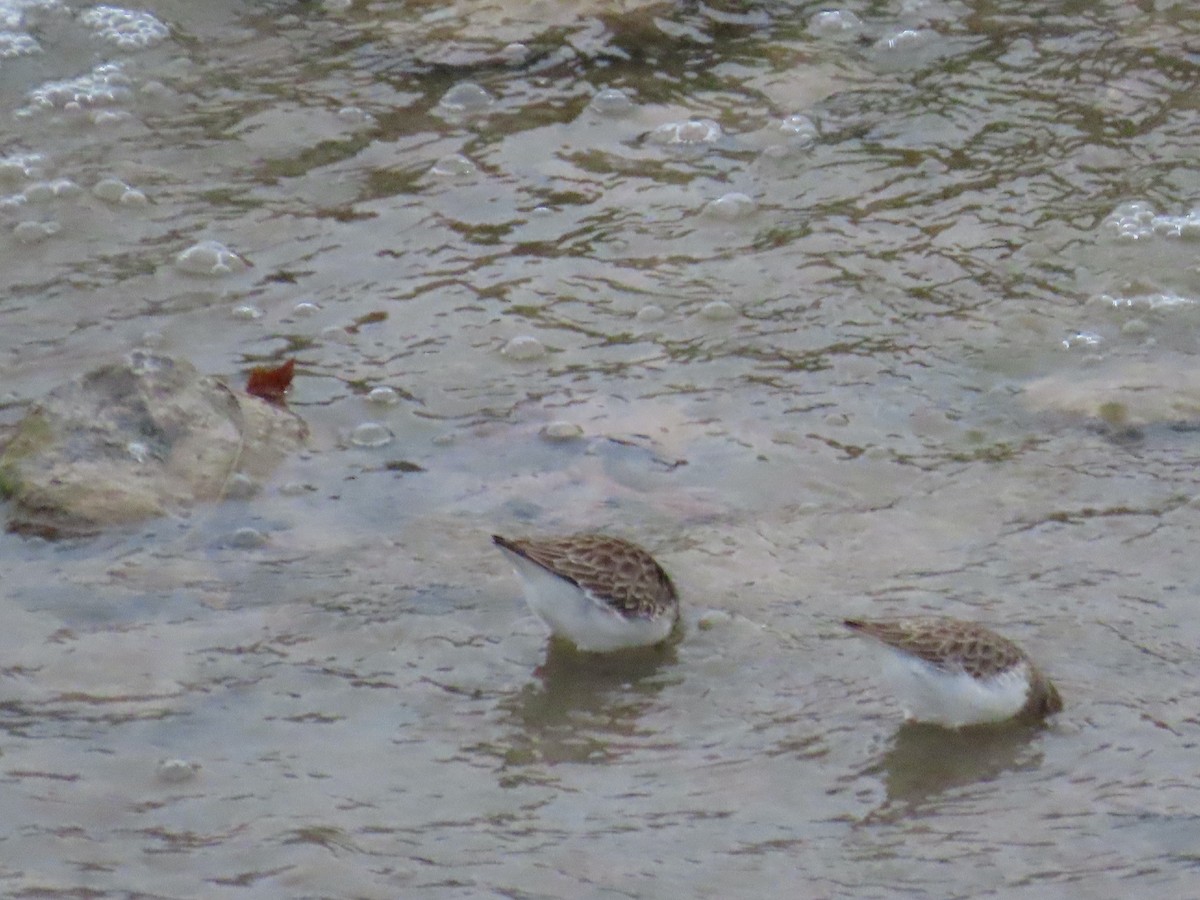 Gambecchio americano - ML647325696