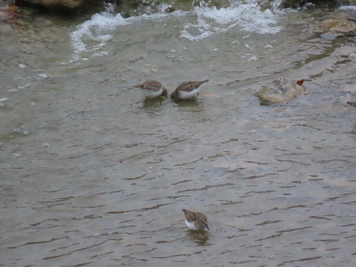 Gambecchio americano - ML647325697