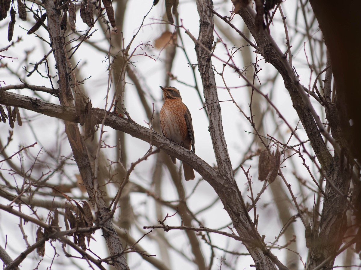 Naumann's Thrush - ML647325703