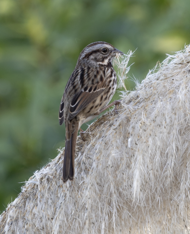 Song Sparrow - ML647325704