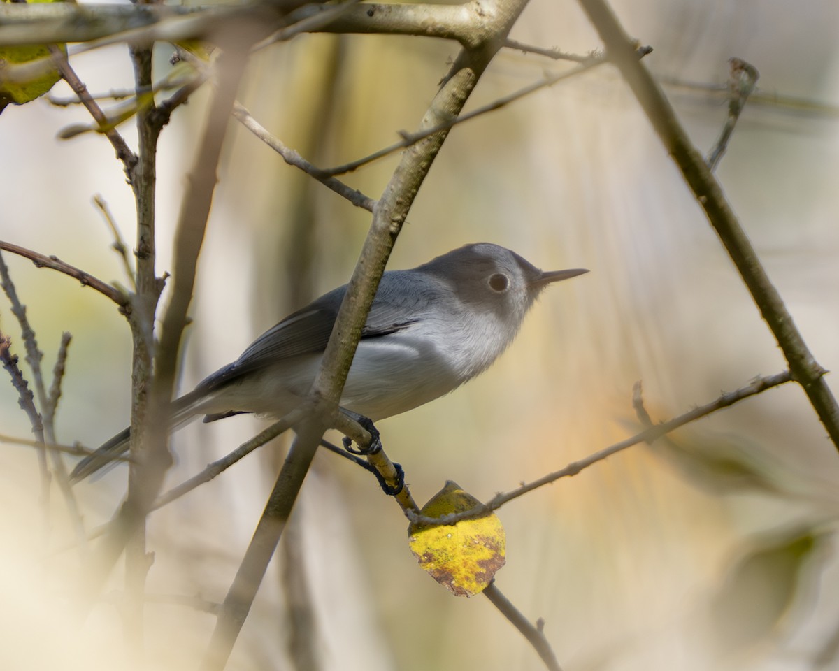 Blue-gray Gnatcatcher - ML647325708