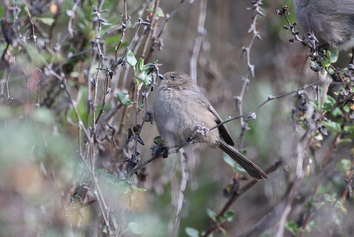 Bushtit - ML647325711