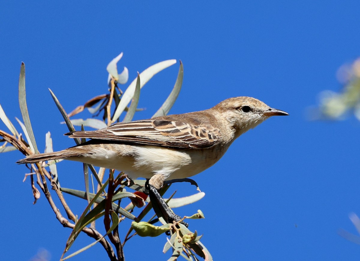 White-winged Triller - ML647325712