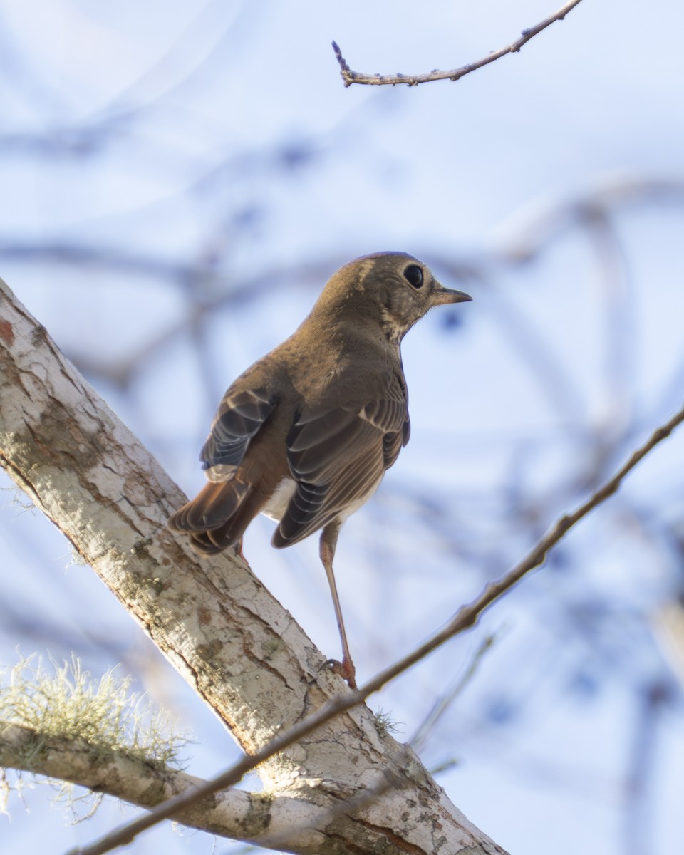 Hermit Thrush - ML647325719