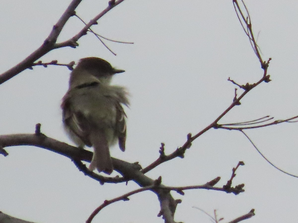 Eastern Phoebe - ML647325721