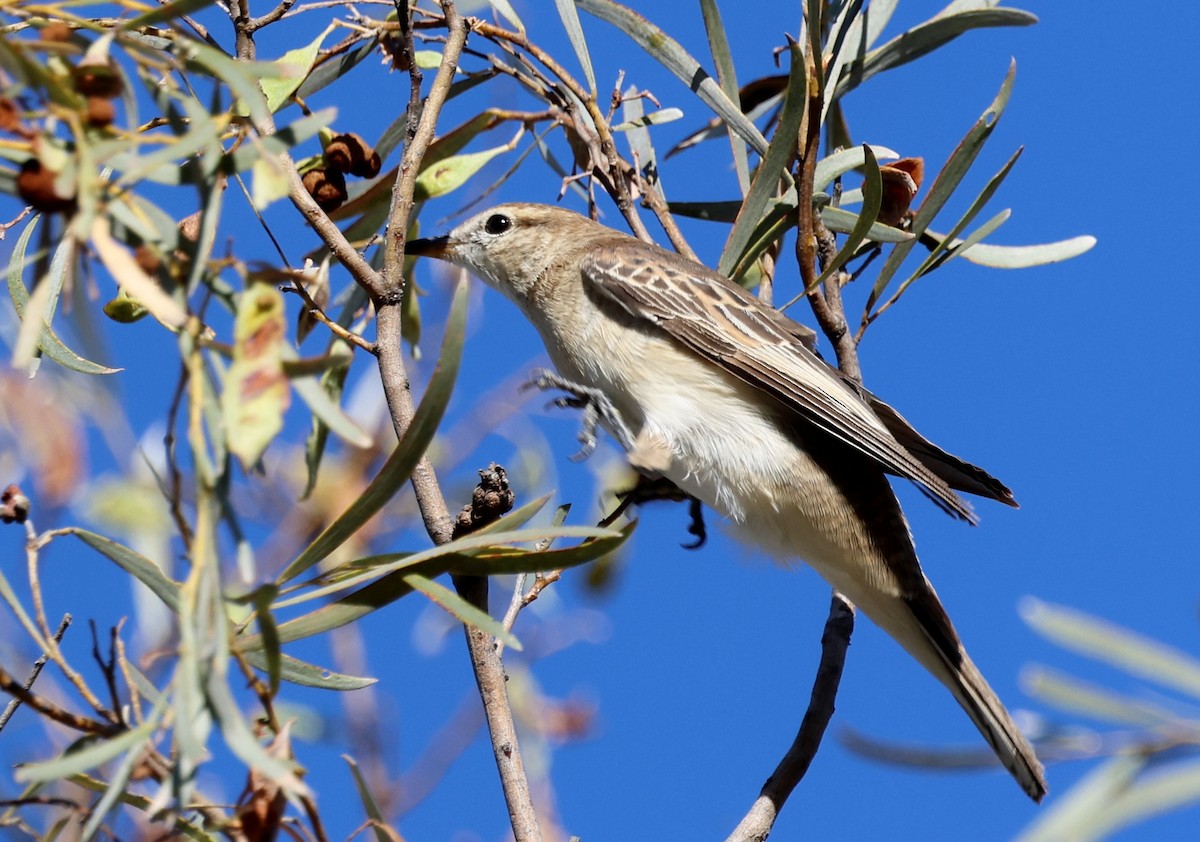 White-winged Triller - ML647325725
