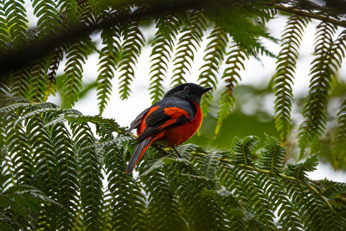 gråhakemønjefugl - ML647325726