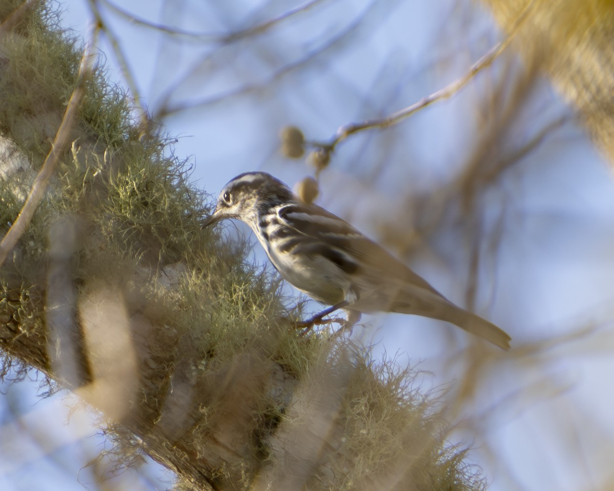 Black-and-white Warbler - ML647325728