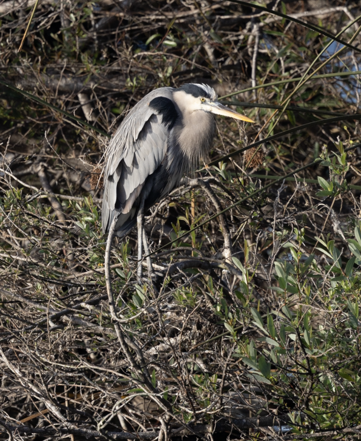 Great Blue Heron - ML647325731