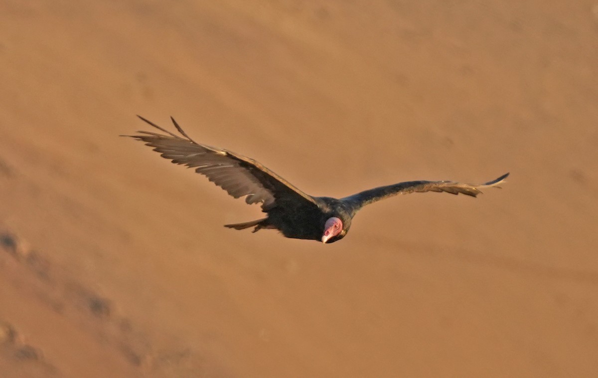 Turkey Vulture - ML647325732
