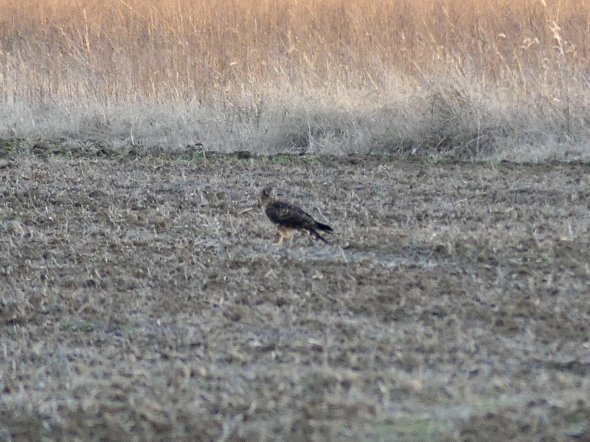 Mirotz zuri iparramerikarra - ML647325733