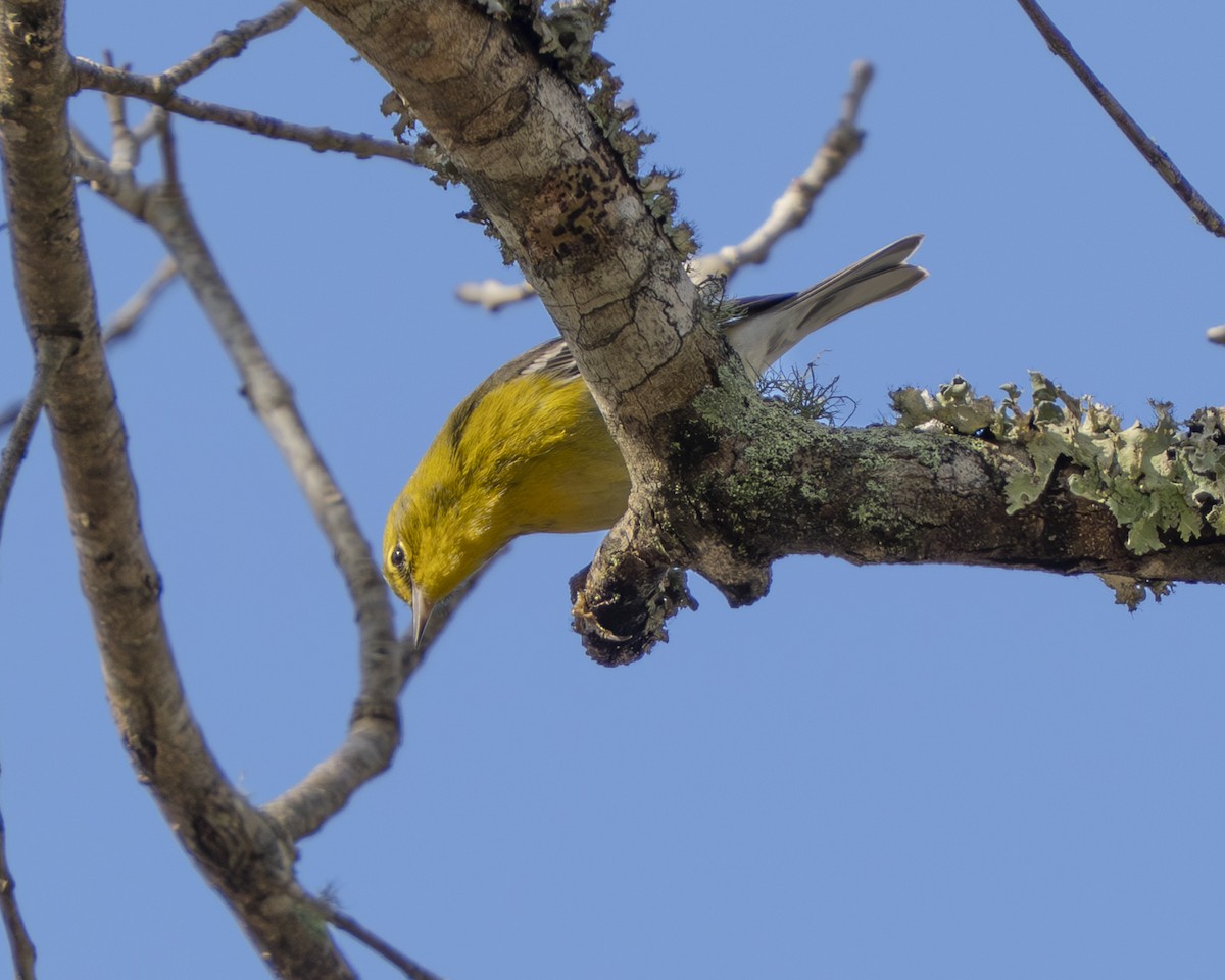 Pine Warbler - ML647325735