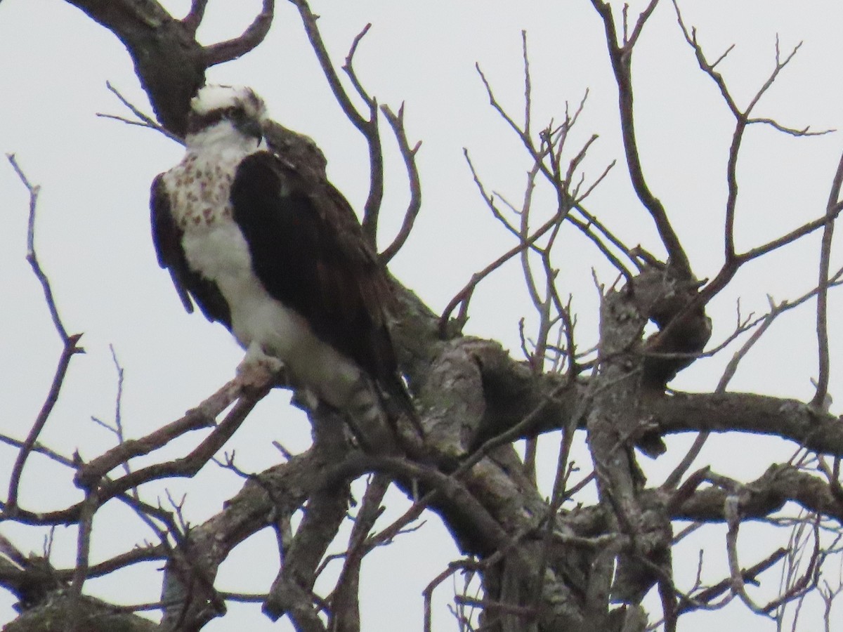 Falco pescatore - ML647325737