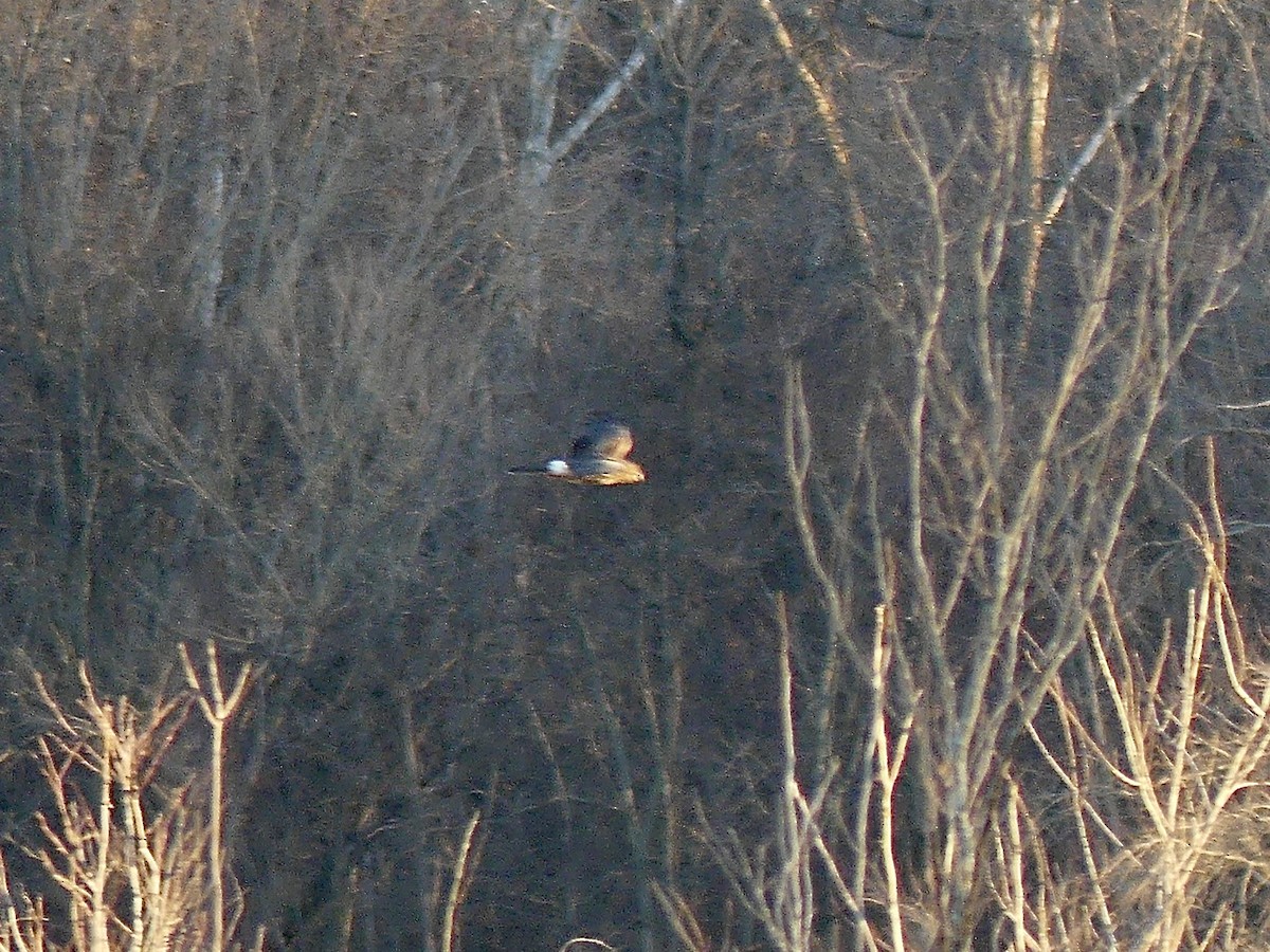 Mirotz zuri iparramerikarra - ML647325738