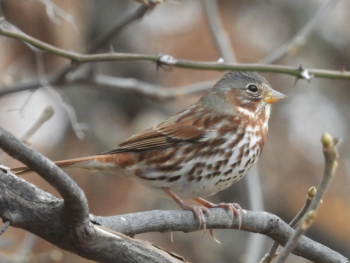 Fox Sparrow - ML647325743