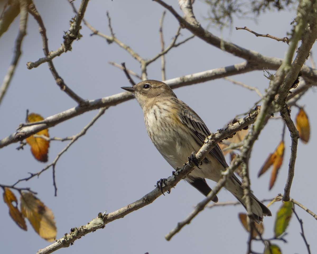 Yellow-rumped Warbler (Myrtle) - ML647325744