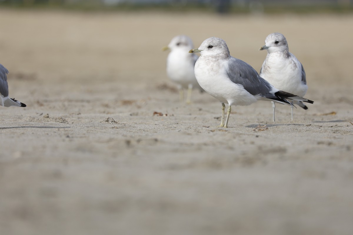 Short-billed Gull - ML647325745