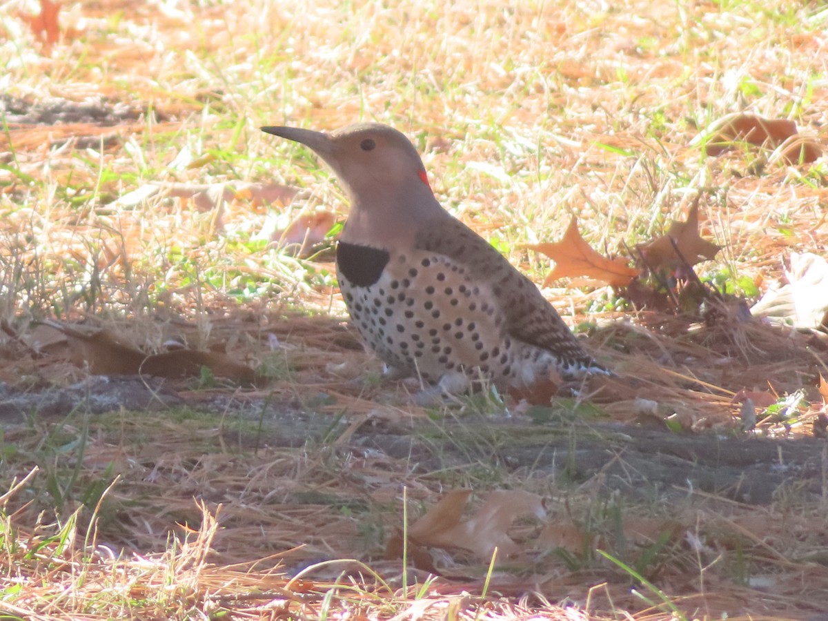 Northern Flicker - ML647325746