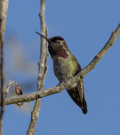 Anna's Hummingbird - ML647325747