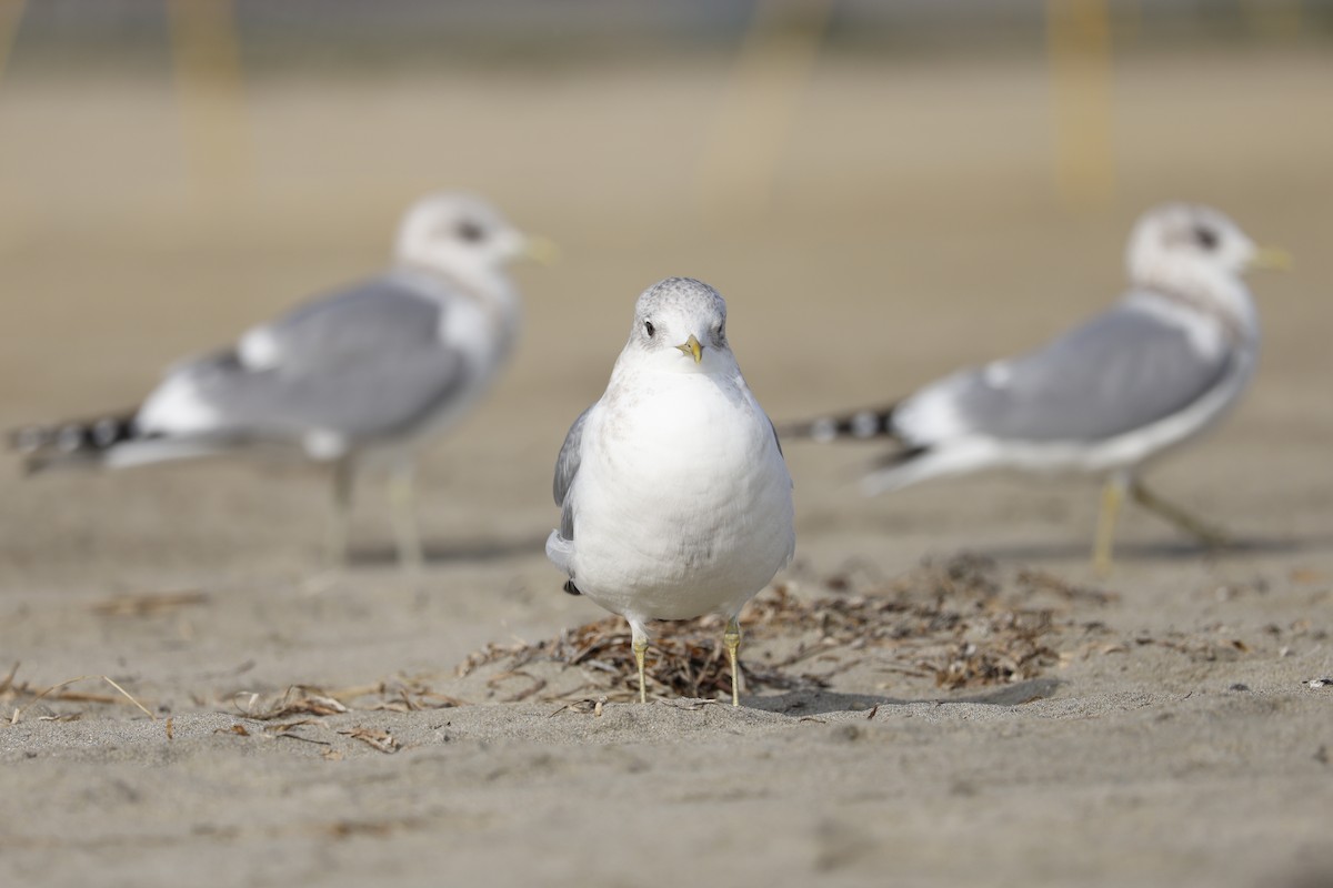 Short-billed Gull - ML647325748