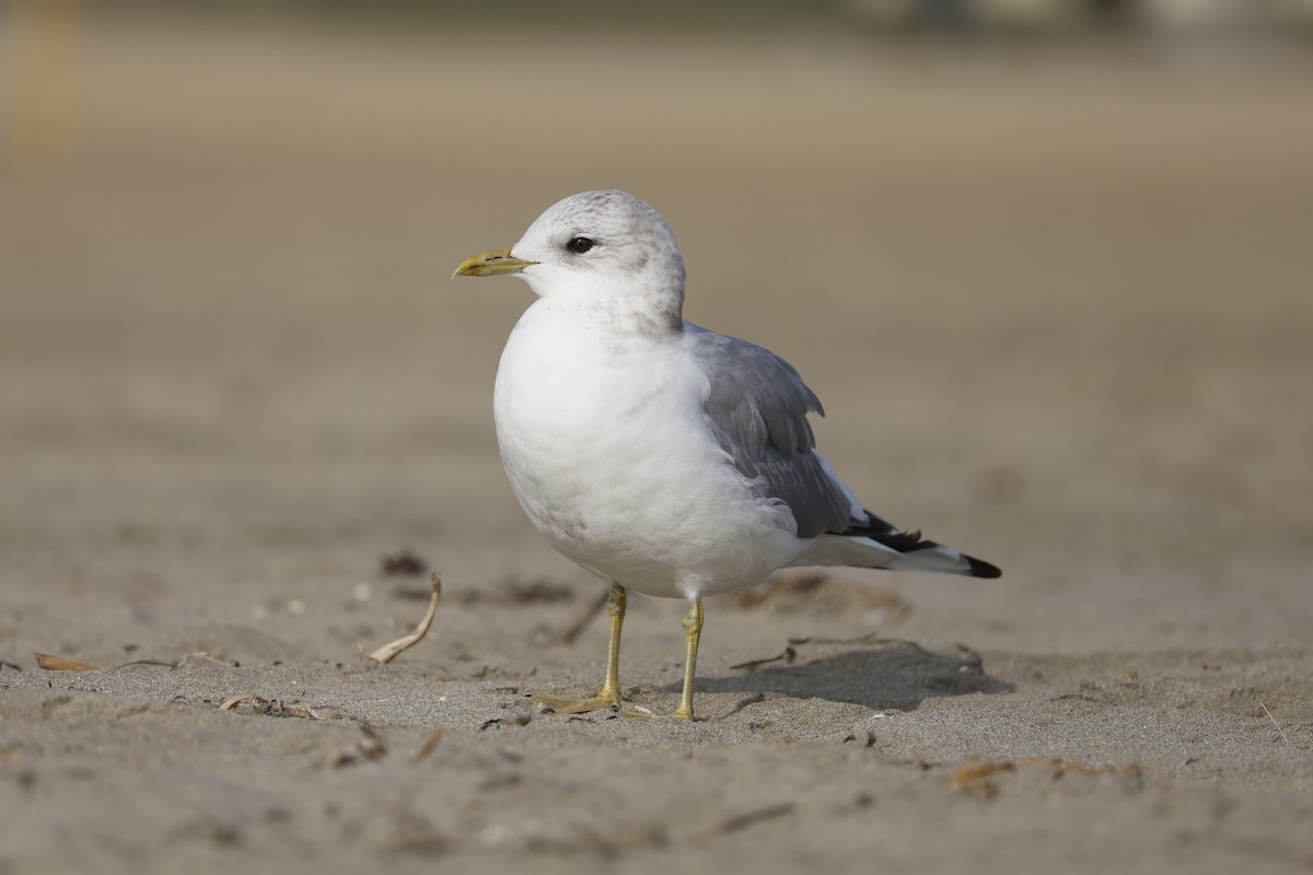 Short-billed Gull - ML647325749