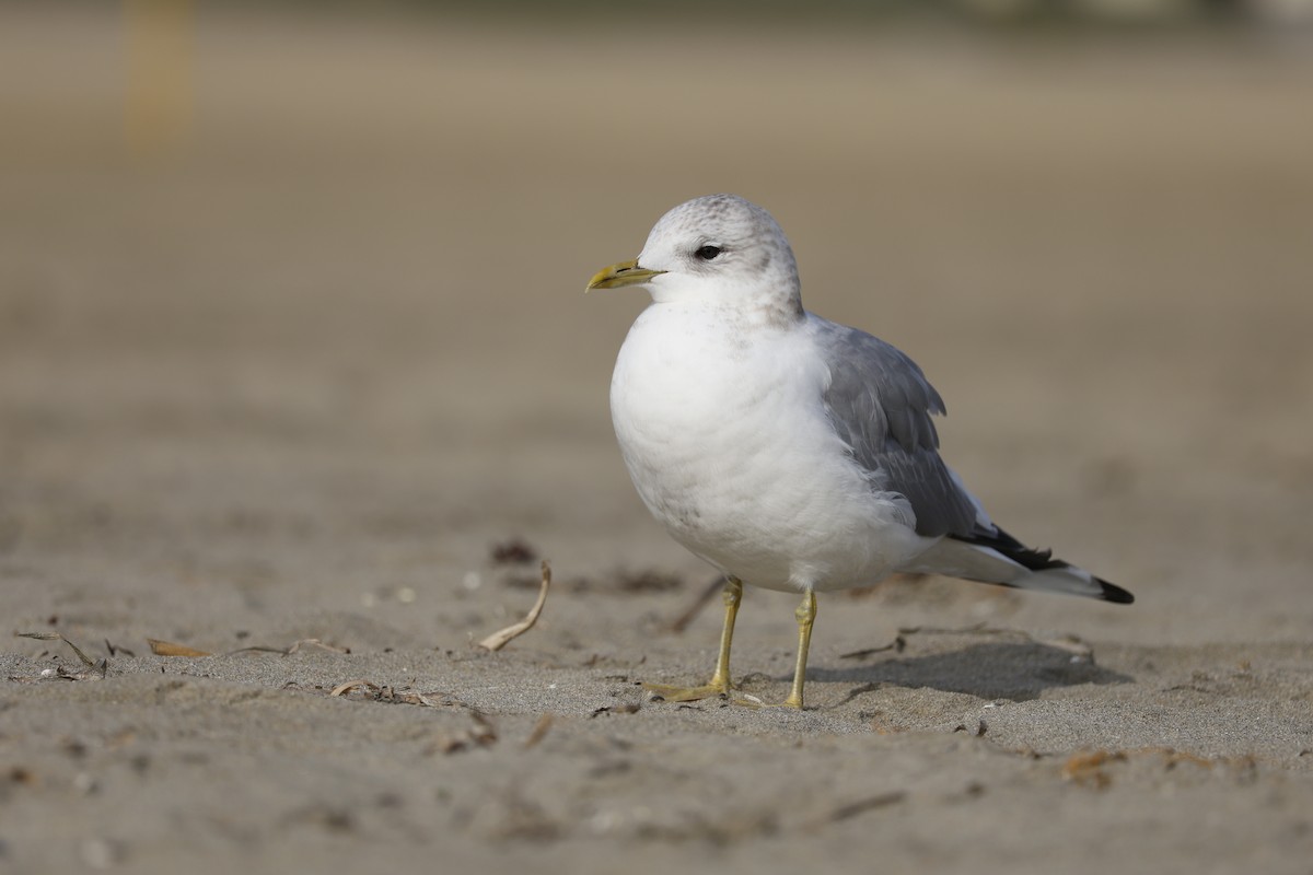 Short-billed Gull - ML647325750