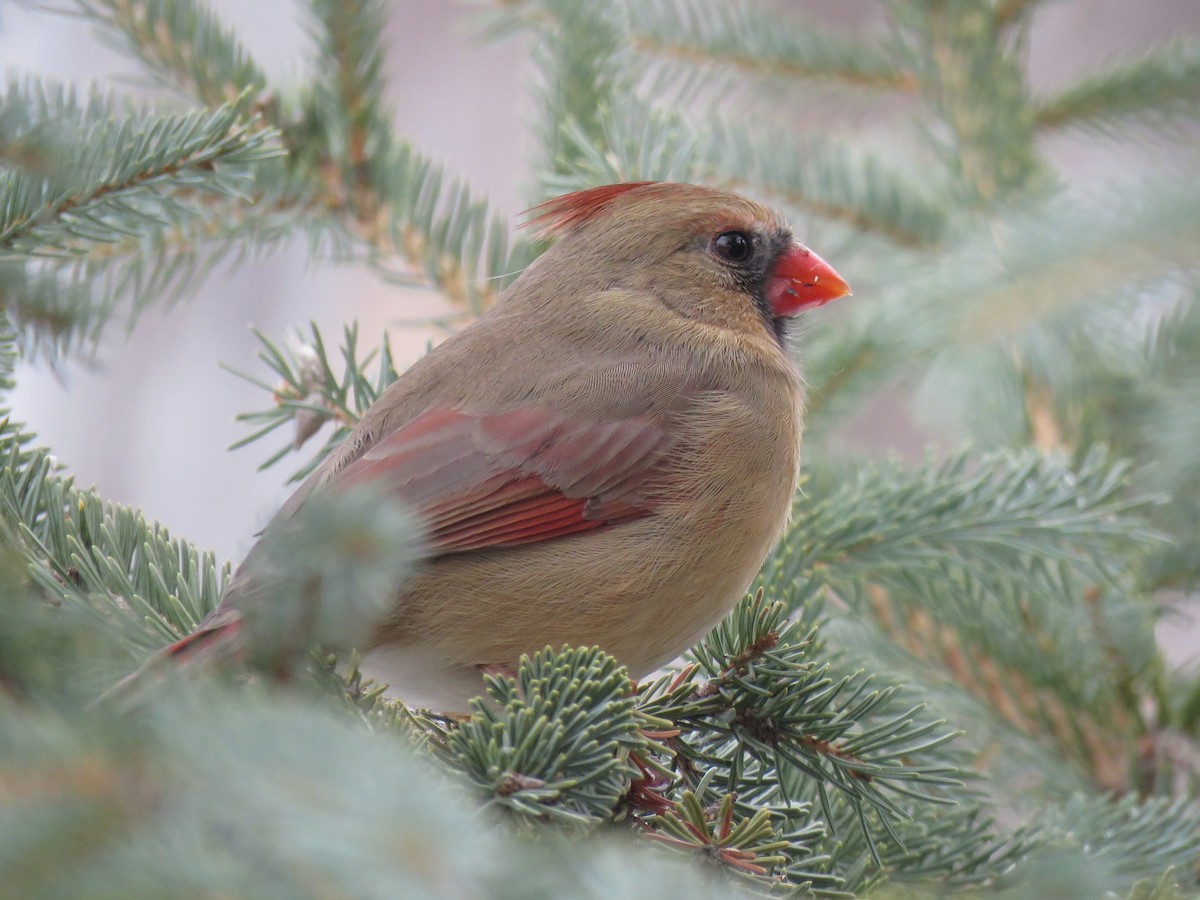 Northern Cardinal - ML647325753