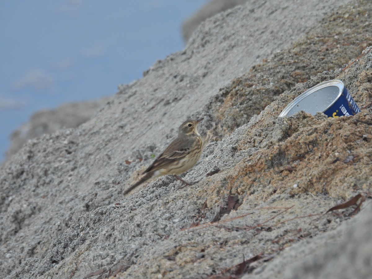 American Pipit - ML647325755