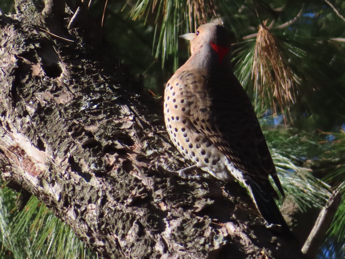 Northern Flicker - ML647325757