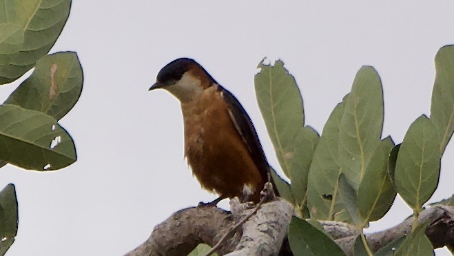 Mosque Swallow - ML647325759