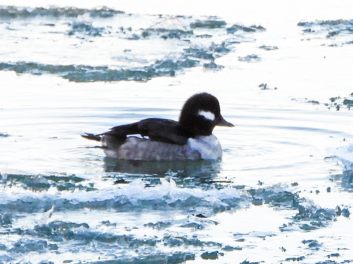 Bufflehead - ML647325762