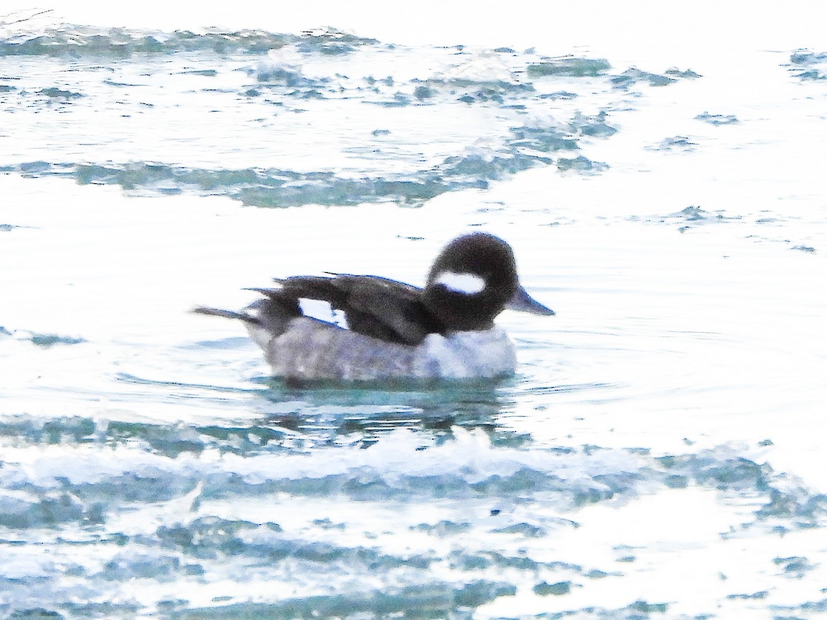 Bufflehead - ML647325763