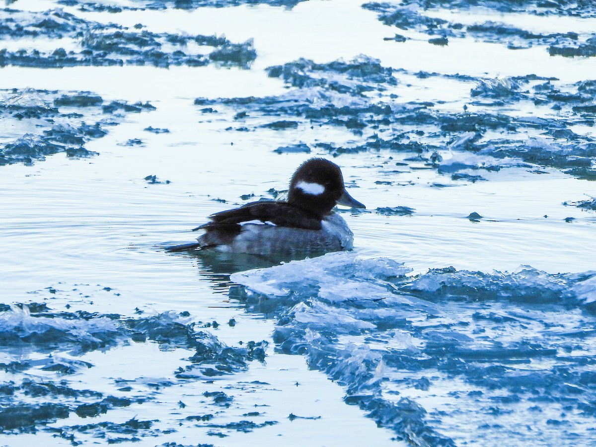 Bufflehead - ML647325764