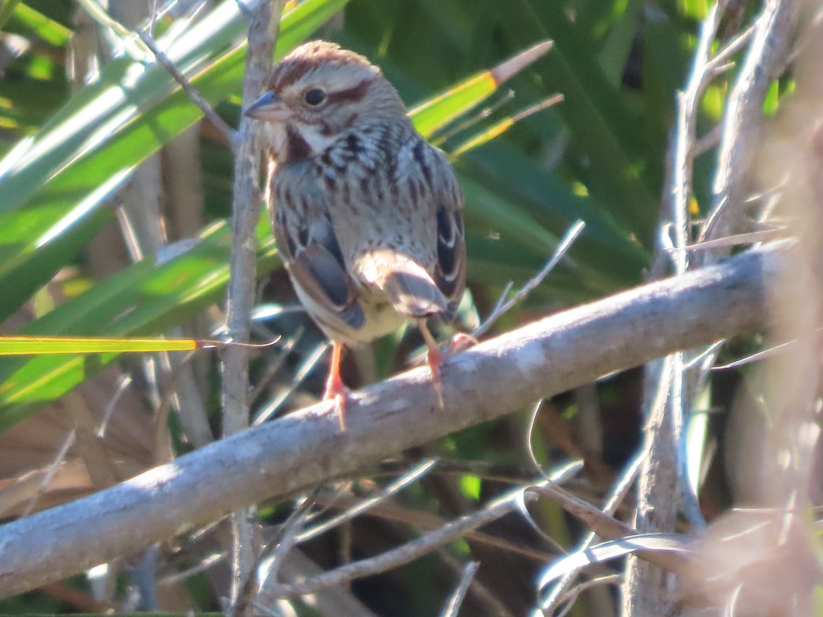 Song Sparrow - ML647325765