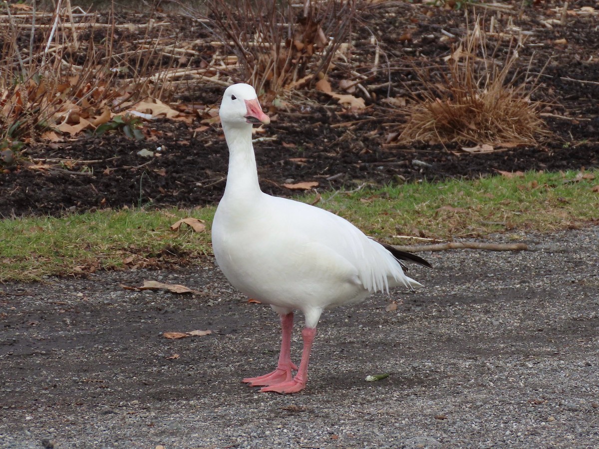 Mallard (Domestic type) - ML647325766