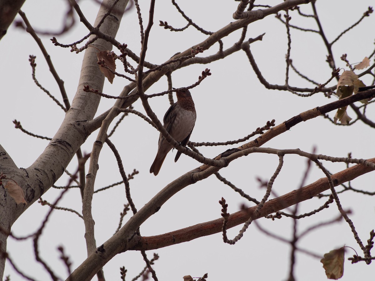 Red-throated Thrush - ML647325767