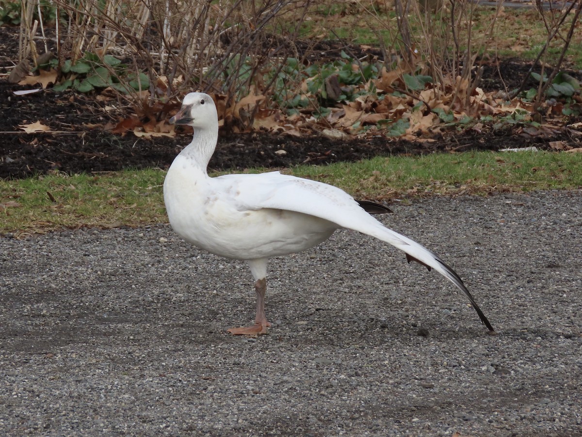 Mallard (Domestic type) - ML647325768
