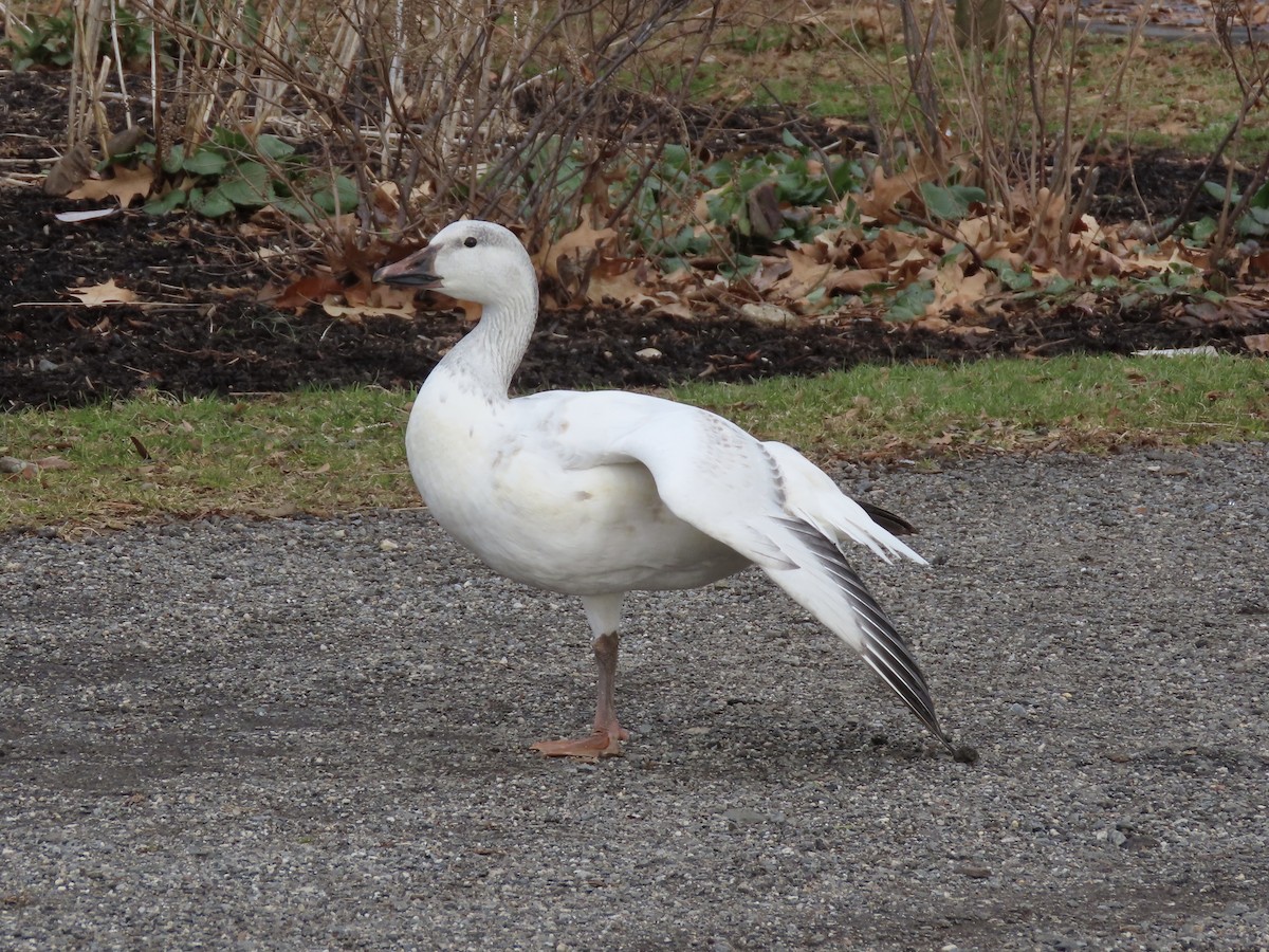 Mallard (Domestic type) - ML647325769