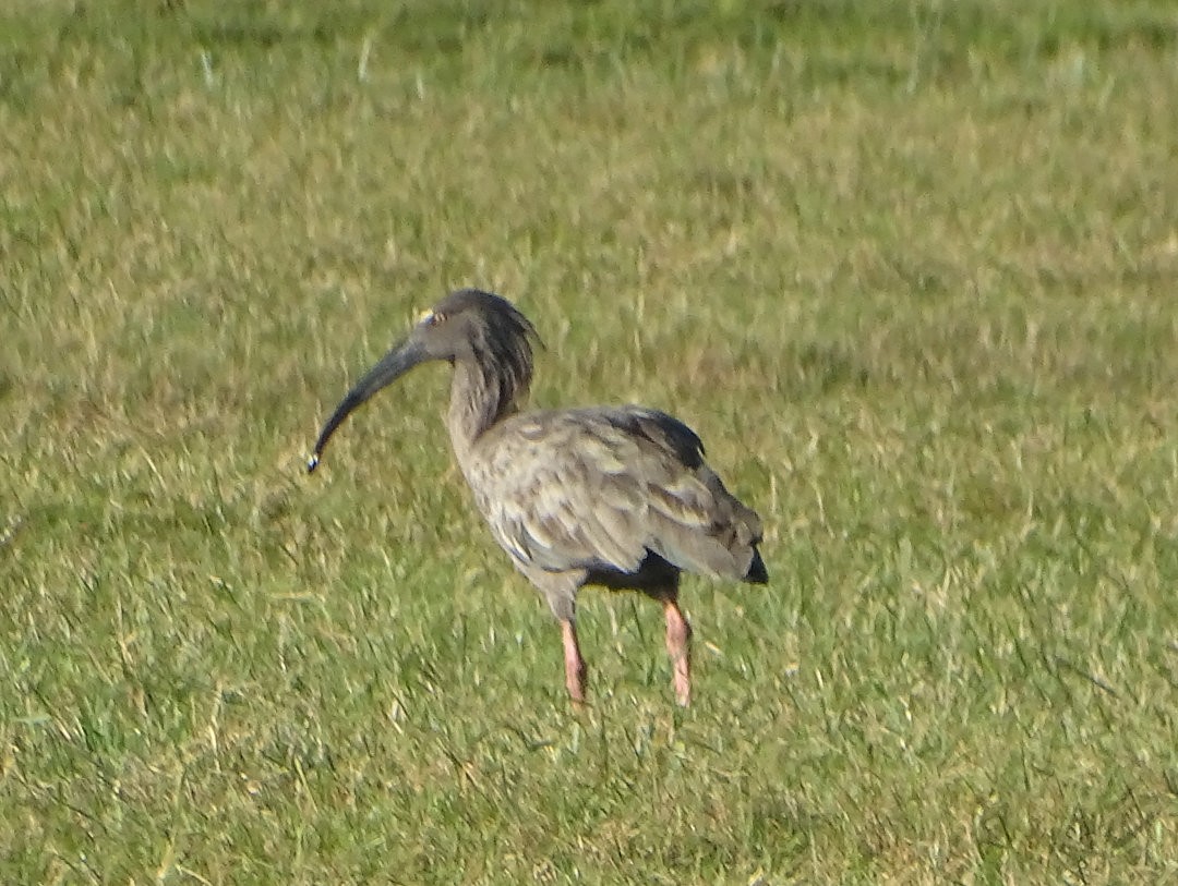 Plumbeous Ibis - ML647325770
