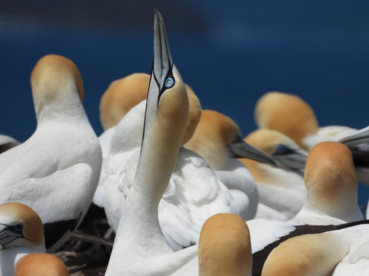 Cape Gannet - ML647325771