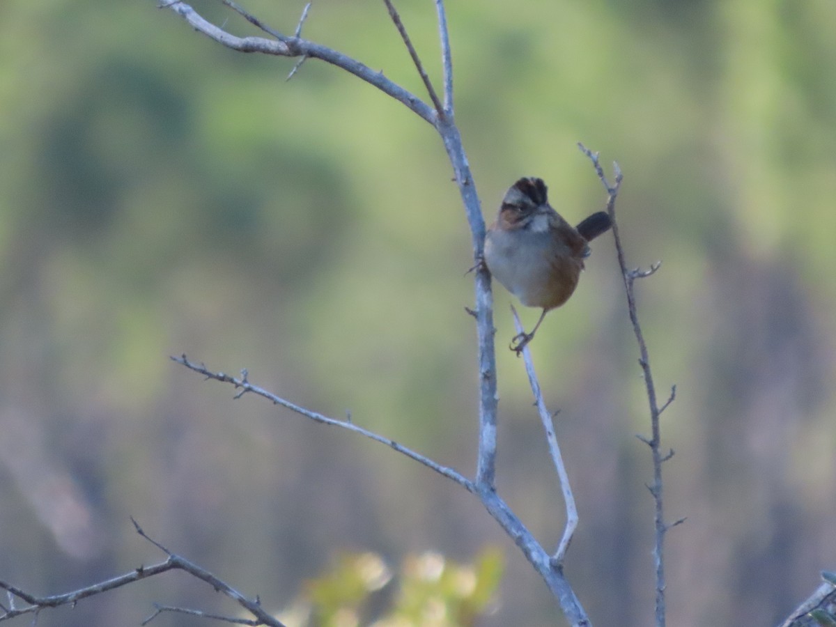 Swamp Sparrow - ML647325772