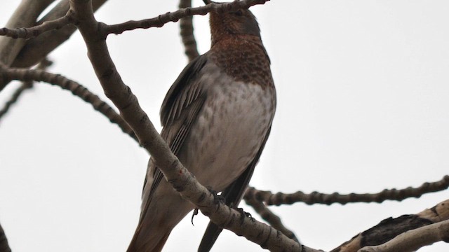 Red-throated Thrush - ML647325773