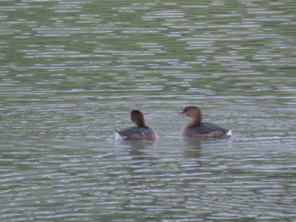 Pied-billed Grebe - ML647325775