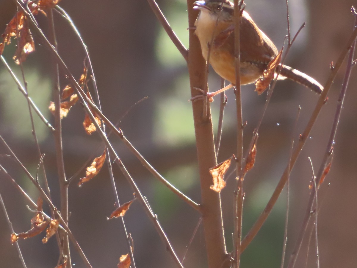 Carolina Wren - ML647325776