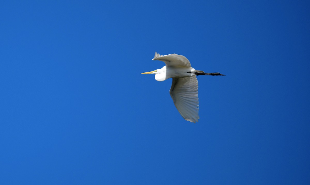 Great Egret - ML647325777